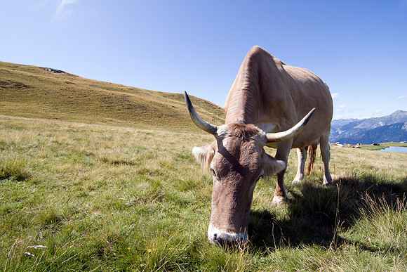 Cow