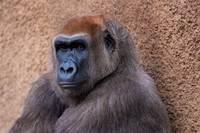 Gorilla