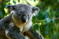 Koala Bear