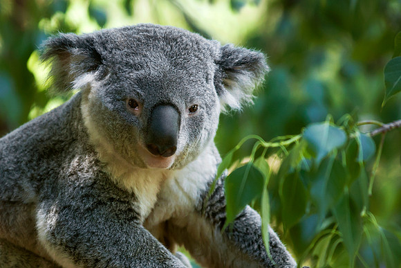 Koala Bear
