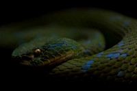 Viper
