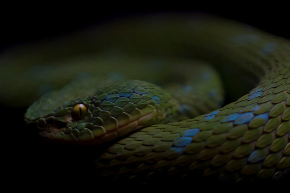 Viper
