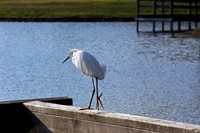 Walking the Plank