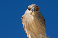 Angry Bird