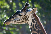 Young Giraffe