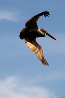 Dynamic Pelican