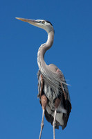 Wind in the Feathers