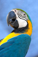 Blue Parrot