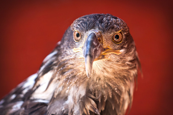 Eagle eye