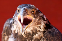 Screaming Eagle