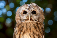Night Owl