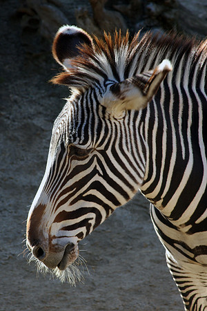 Zebra