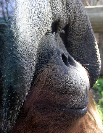 Orangutan