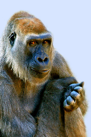 Kong