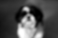 Tuffy