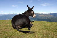 Jackass