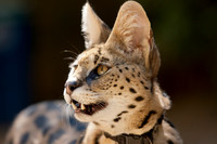 Big Cat