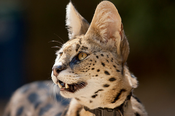 Big Cat