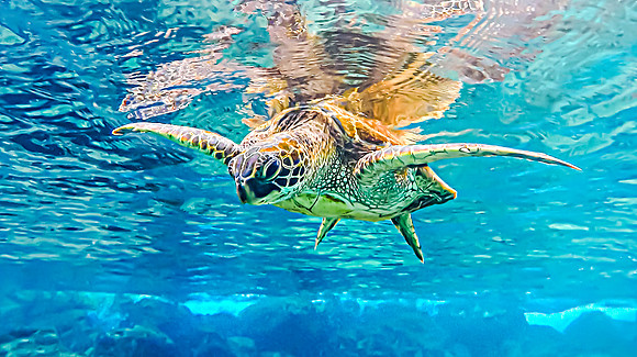 Honu