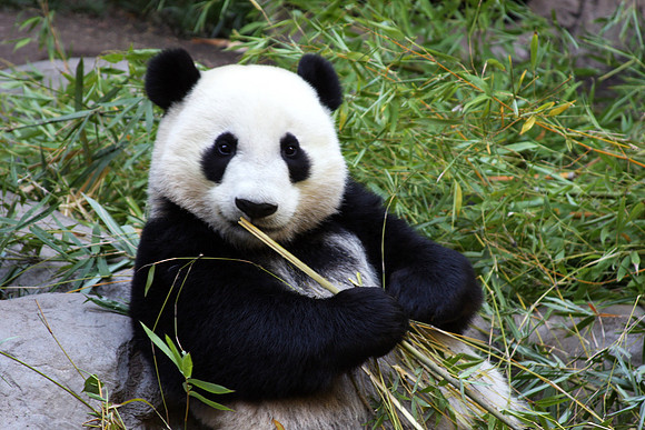 Panda Picnic