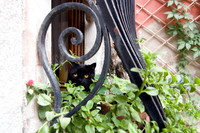 Cat's Eyes