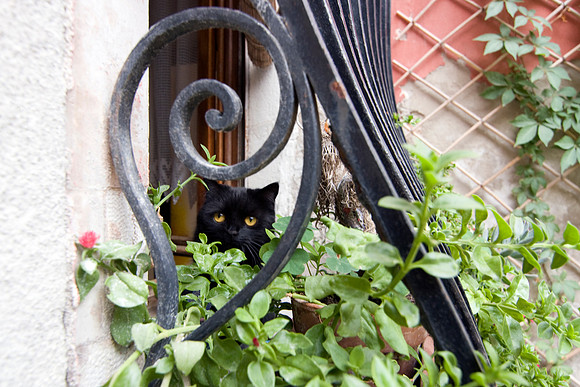 Cat's Eyes