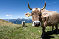 Cattle