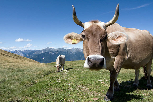 Cattle