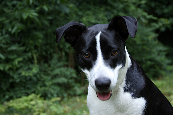 Bodhi